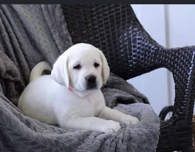 quality British Labrador puppies available high-quality