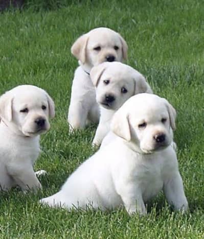 Labrador puppies high-quality