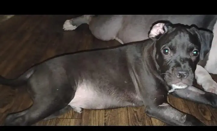beautiful black colour American bully puppy available for sale — photo 2