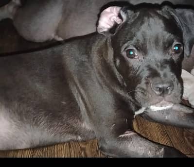 american bully puppy