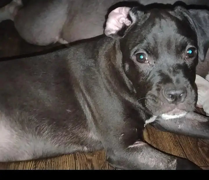 american bully puppy