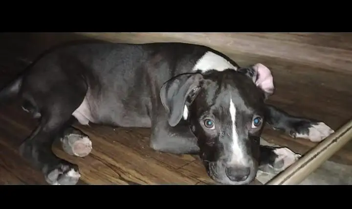 american bully puppy — photo 2