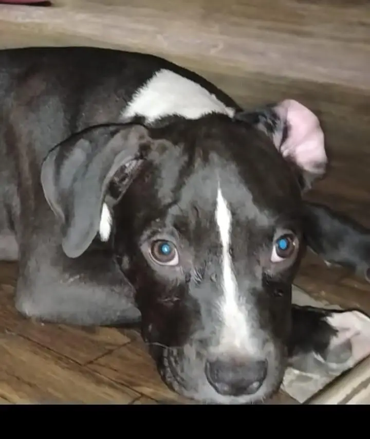american bully puppy — photo 4