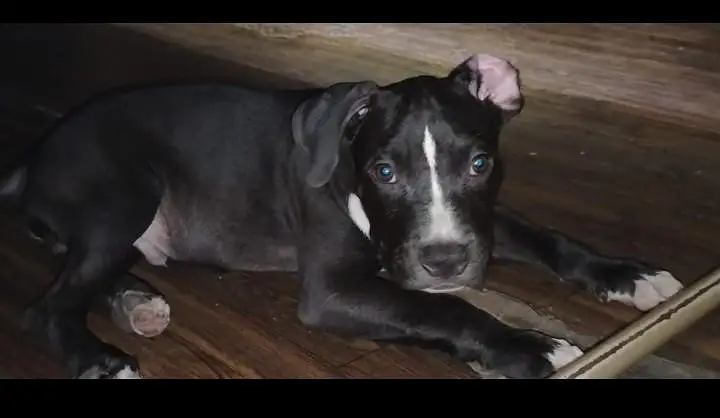 american bully puppy — photo 5