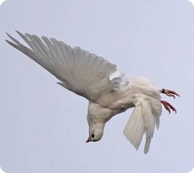 Back roller pigeon top quality 03110144020