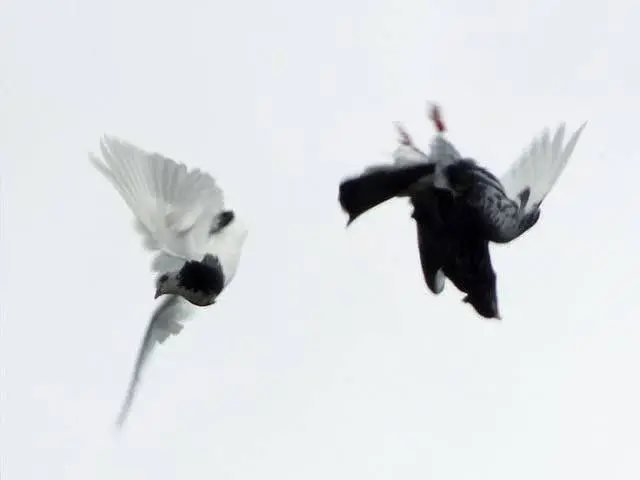 Back roller pigeon top quality 03110144020 — photo 2