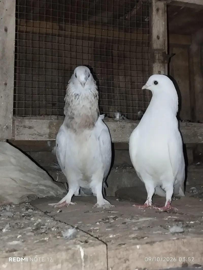 Back roller pigeon top quality 03110144020 — photo 4