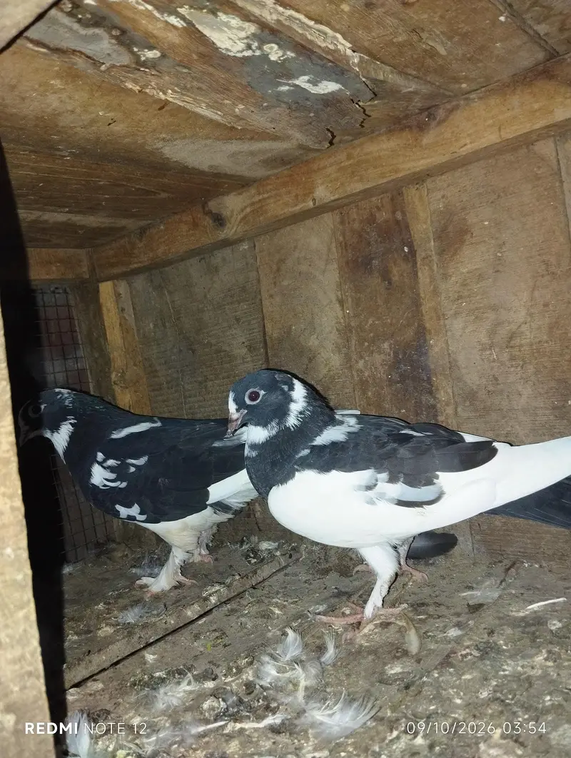 Back roller pigeon top quality 03110144020 — photo 5