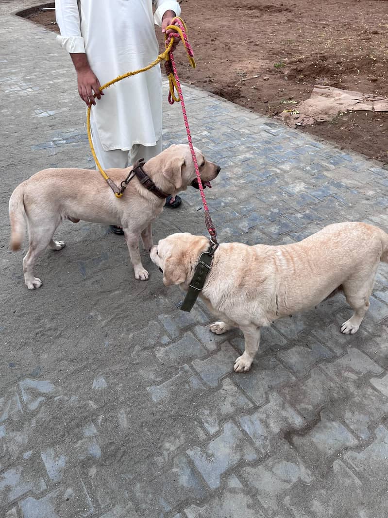 Breeder Pair 4