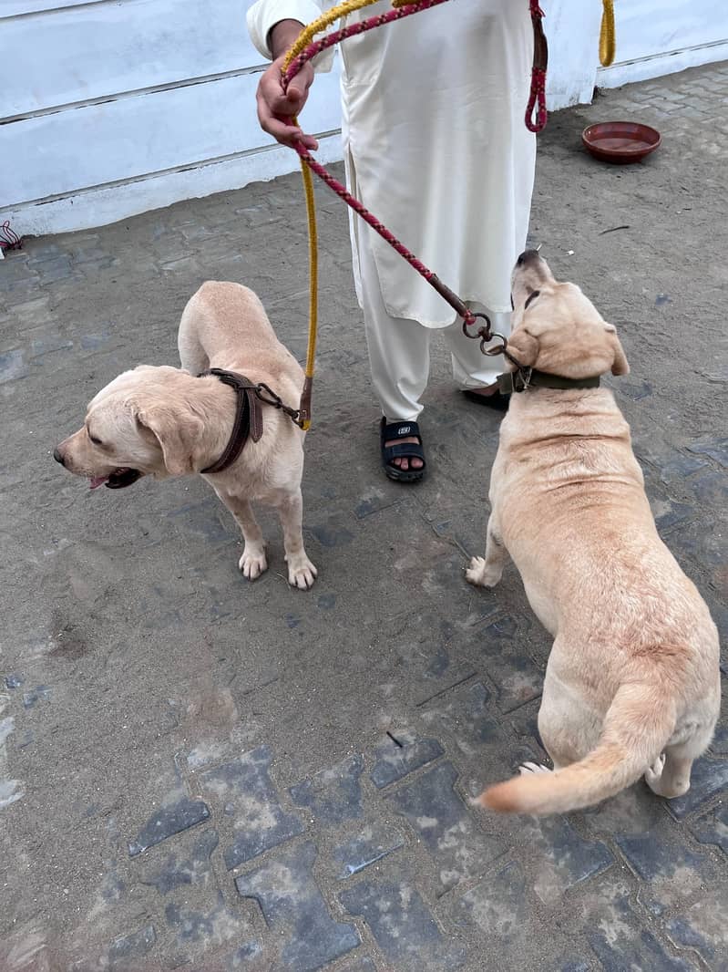 Breeder Pair 5