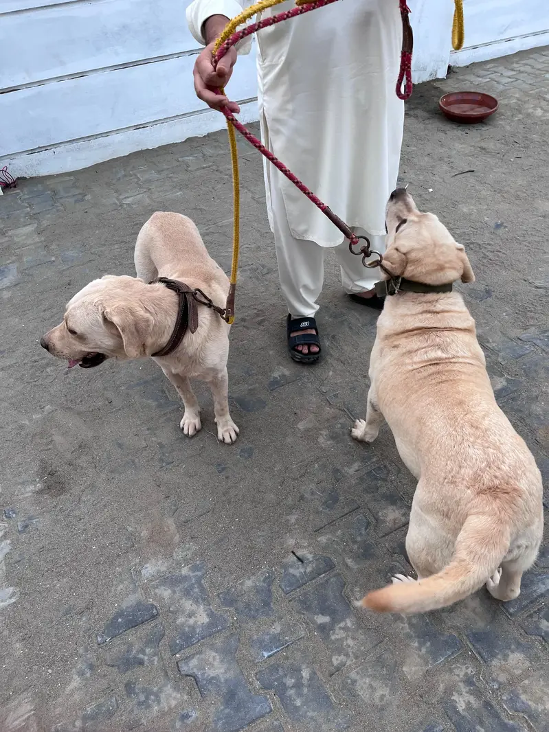 Breeder Pair — photo 6