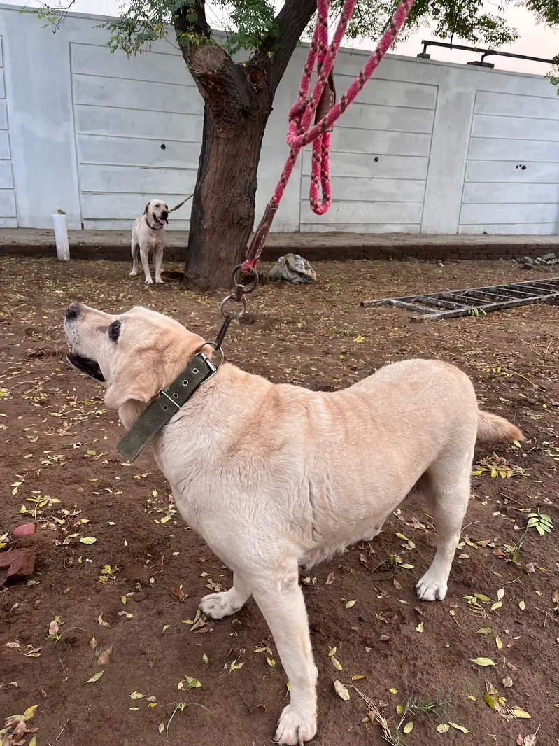 Breeder Pair — photo 8