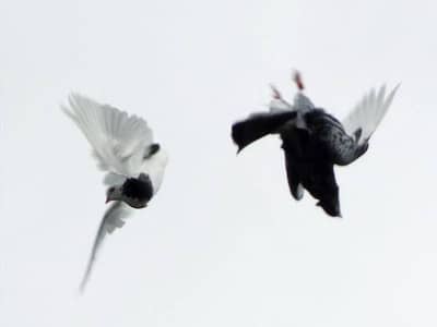 Back roller top quality pigeons 03110144020