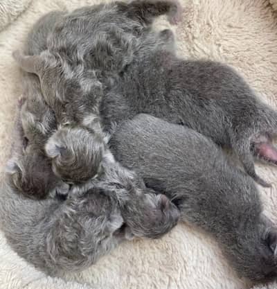 British Shorthair Kittens