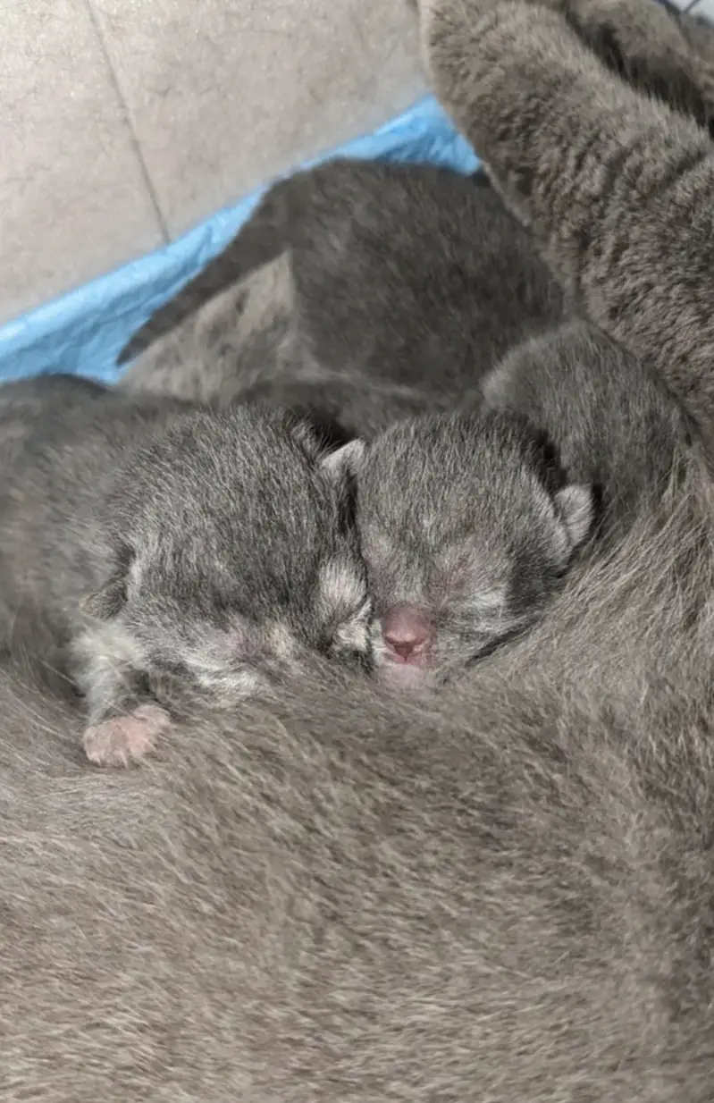British Shorthair Kittens — photo 2