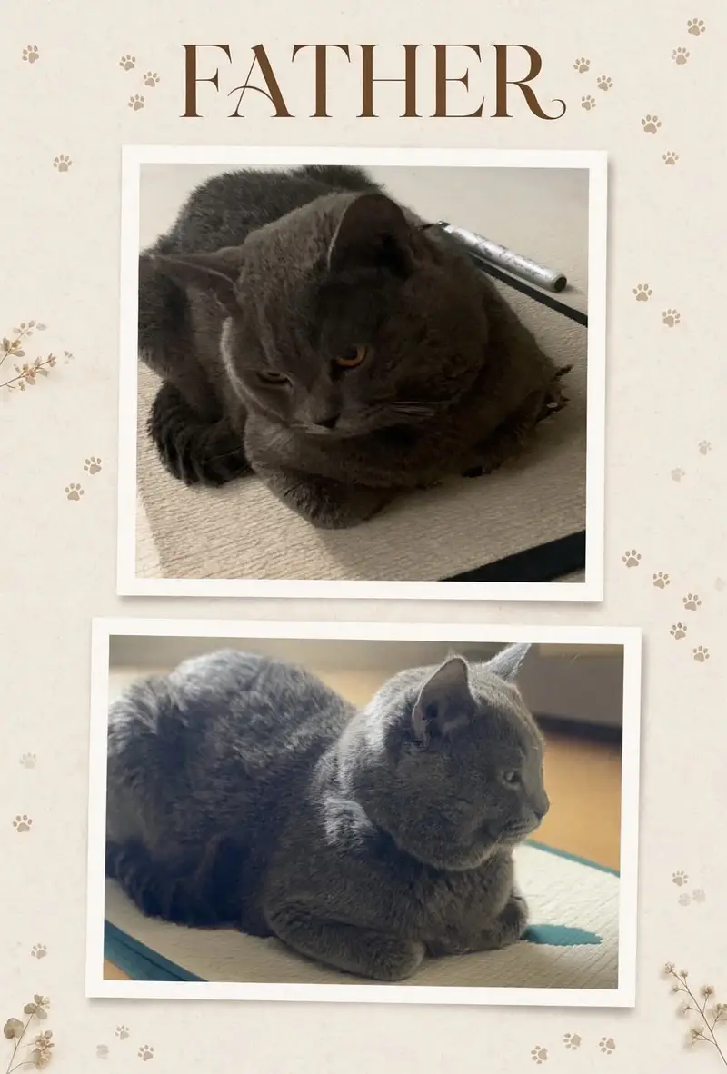 British Shorthair Kittens — photo 3