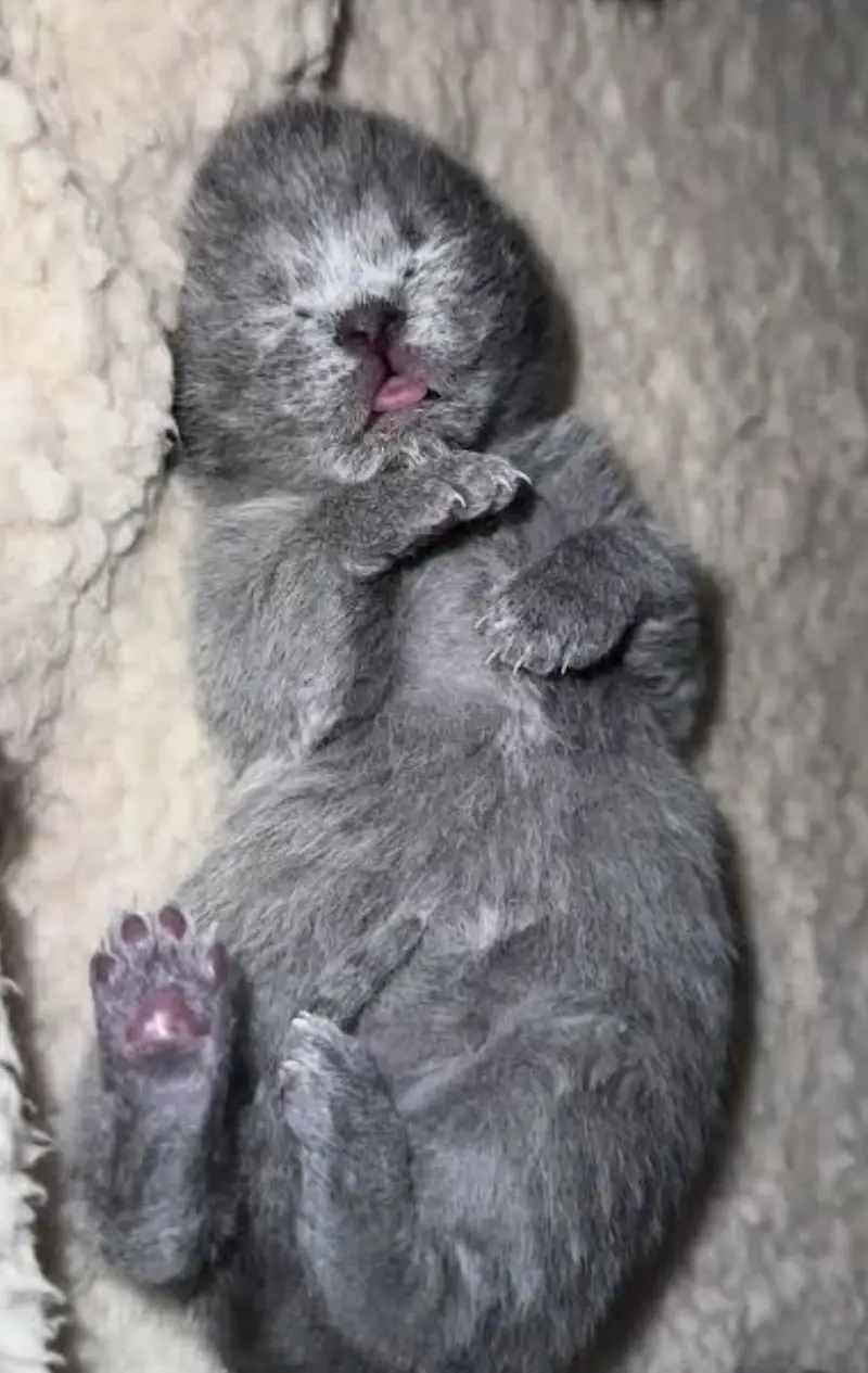 British Shorthair Kittens — photo 4