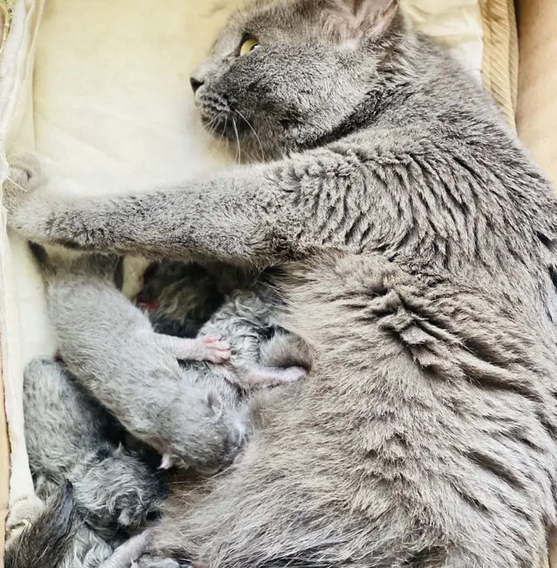 British Shorthair Kittens — photo 5