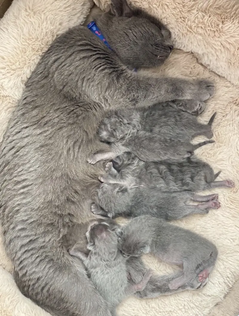 British Shorthair Kittens — photo 6