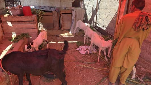 Female Goat For sale