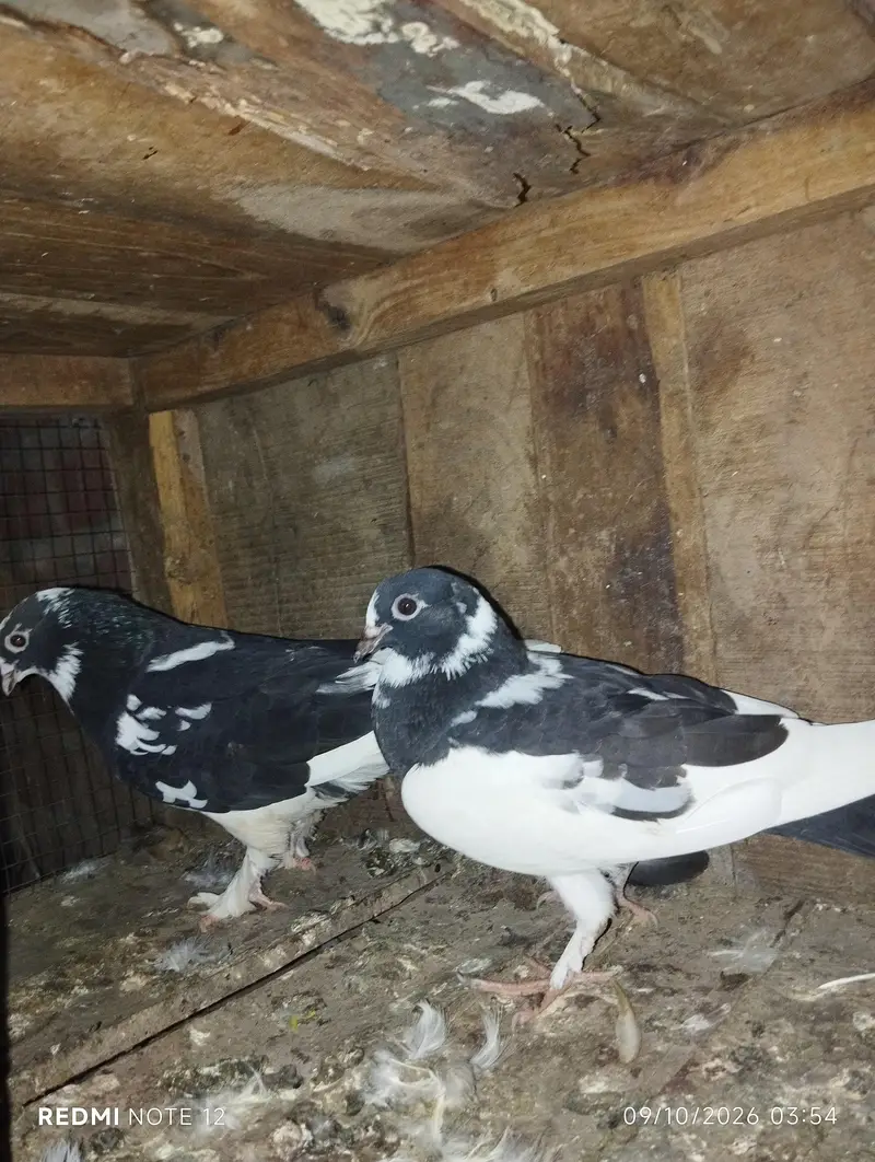 Back roller top quality pigeons 03110144020 — photo 5