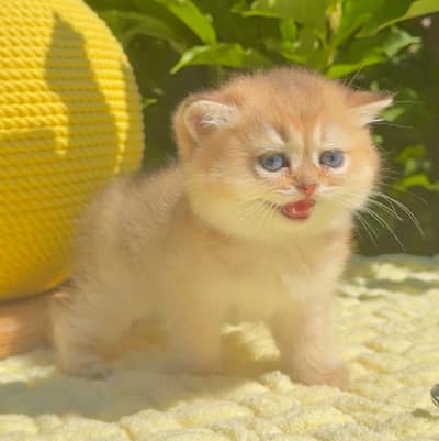 British Shorthair Imported Kittens