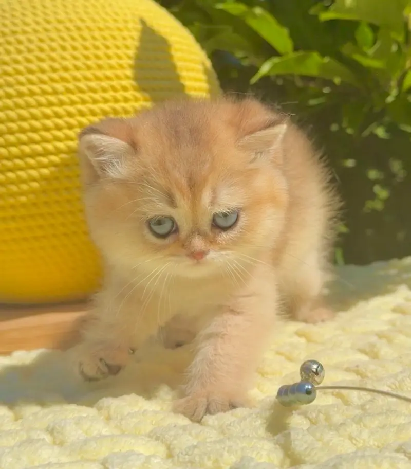 British Shorthair Imported Kittens — photo 2