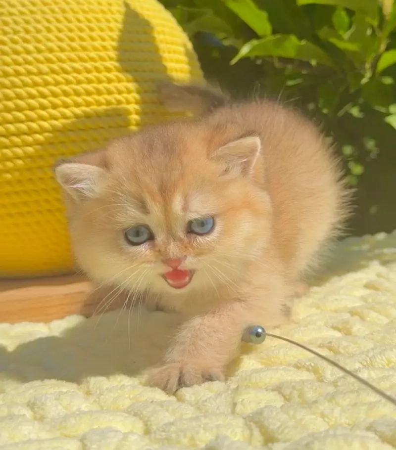 British Shorthair Imported Kittens — photo 3