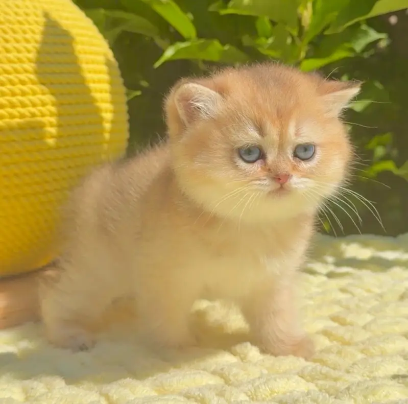 British Shorthair Imported Kittens — photo 4