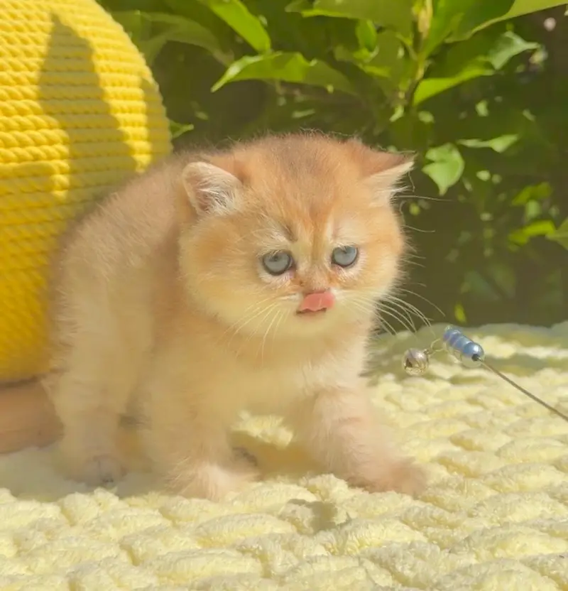 British Shorthair Imported Kittens — photo 5