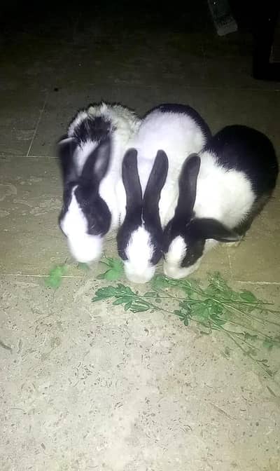 Rabbit 1 pair for sale