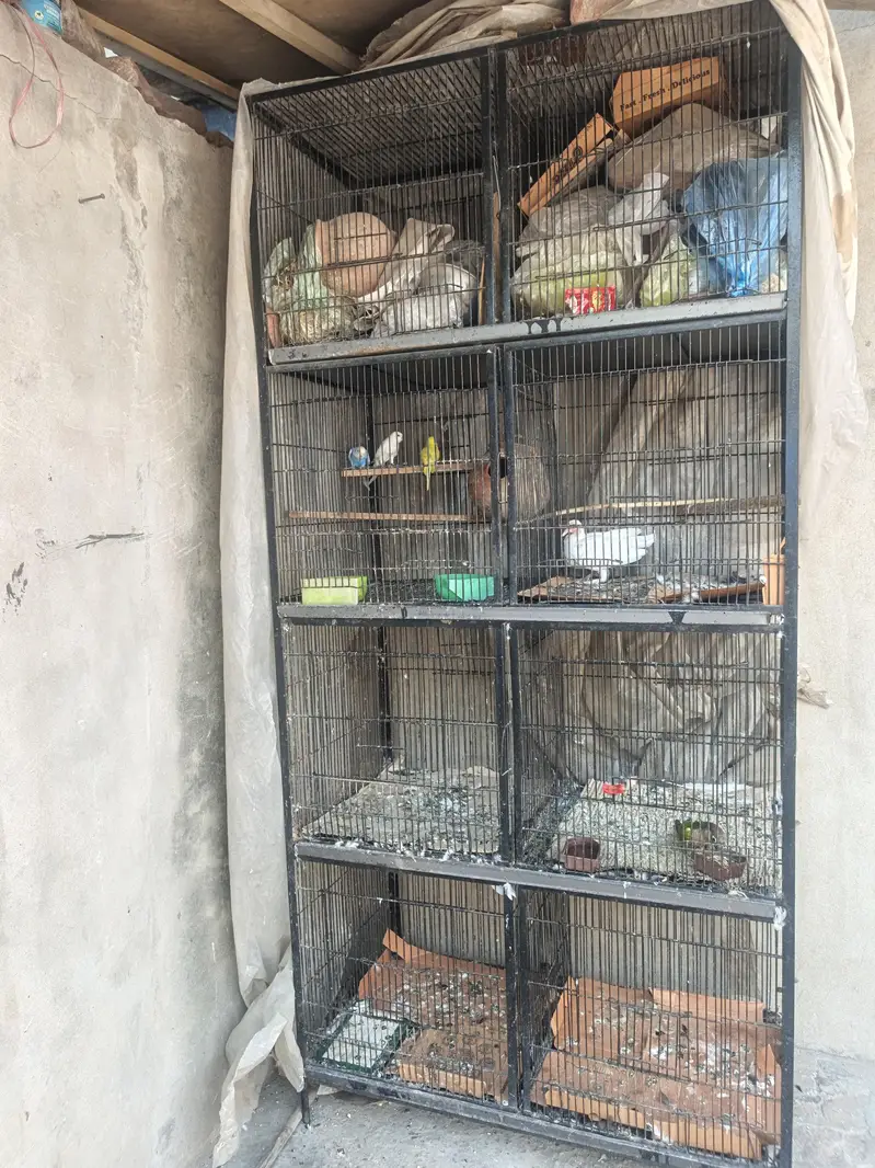 cage and birds