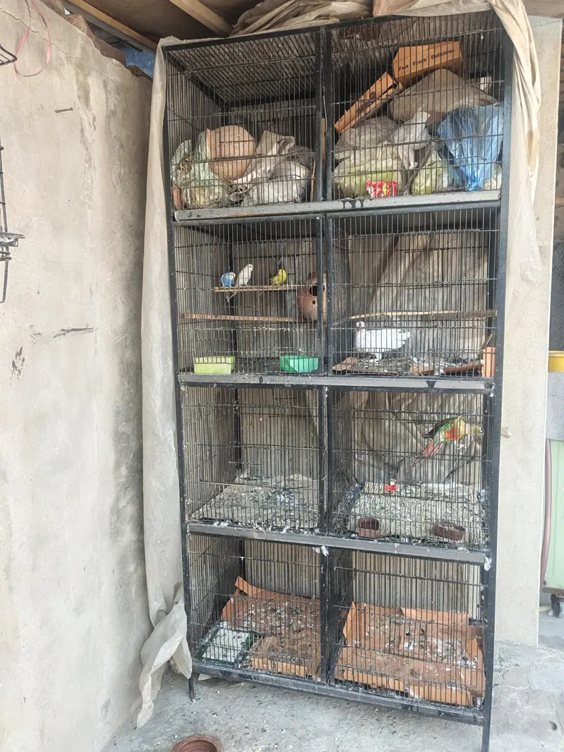 cage and birds — photo 2
