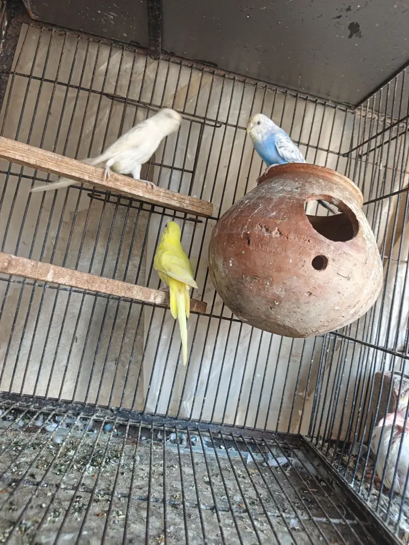 cage and birds — photo 3