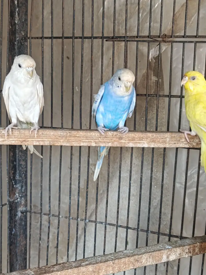 cage and birds — photo 4
