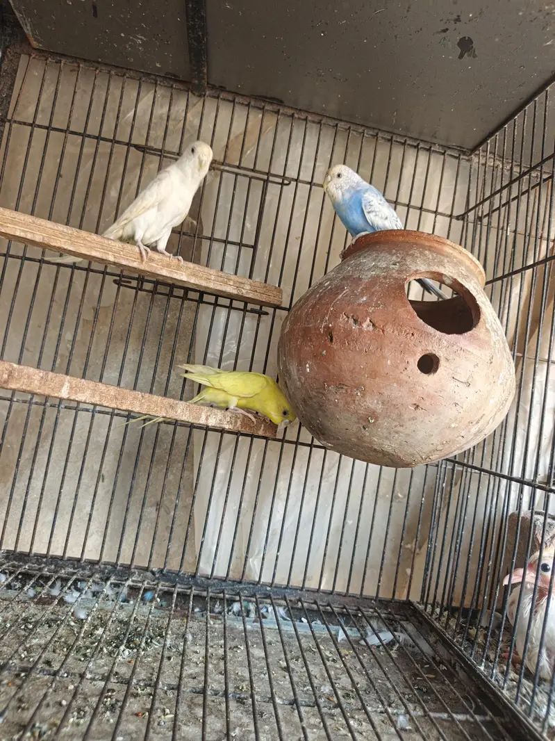 cage and birds — photo 5