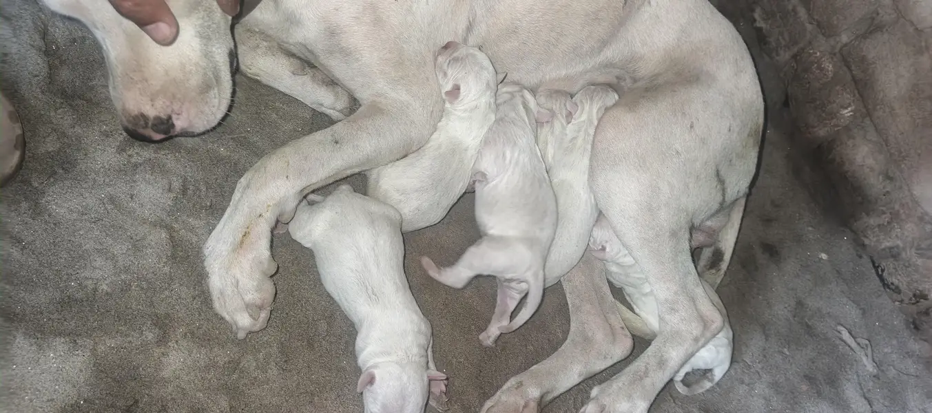 pure bulter s America patbul breed 03061302054