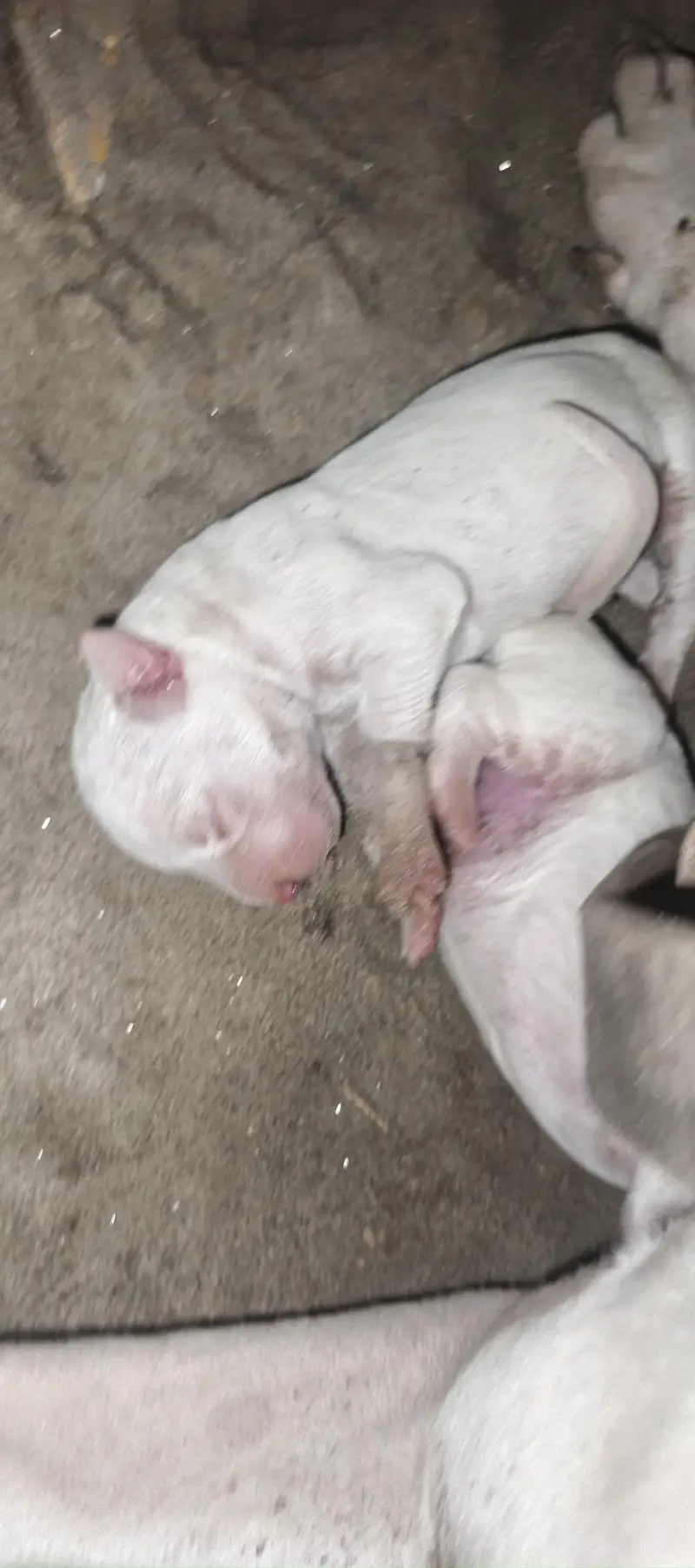 pure bulter s America patbul breed 03061302054 — photo 3
