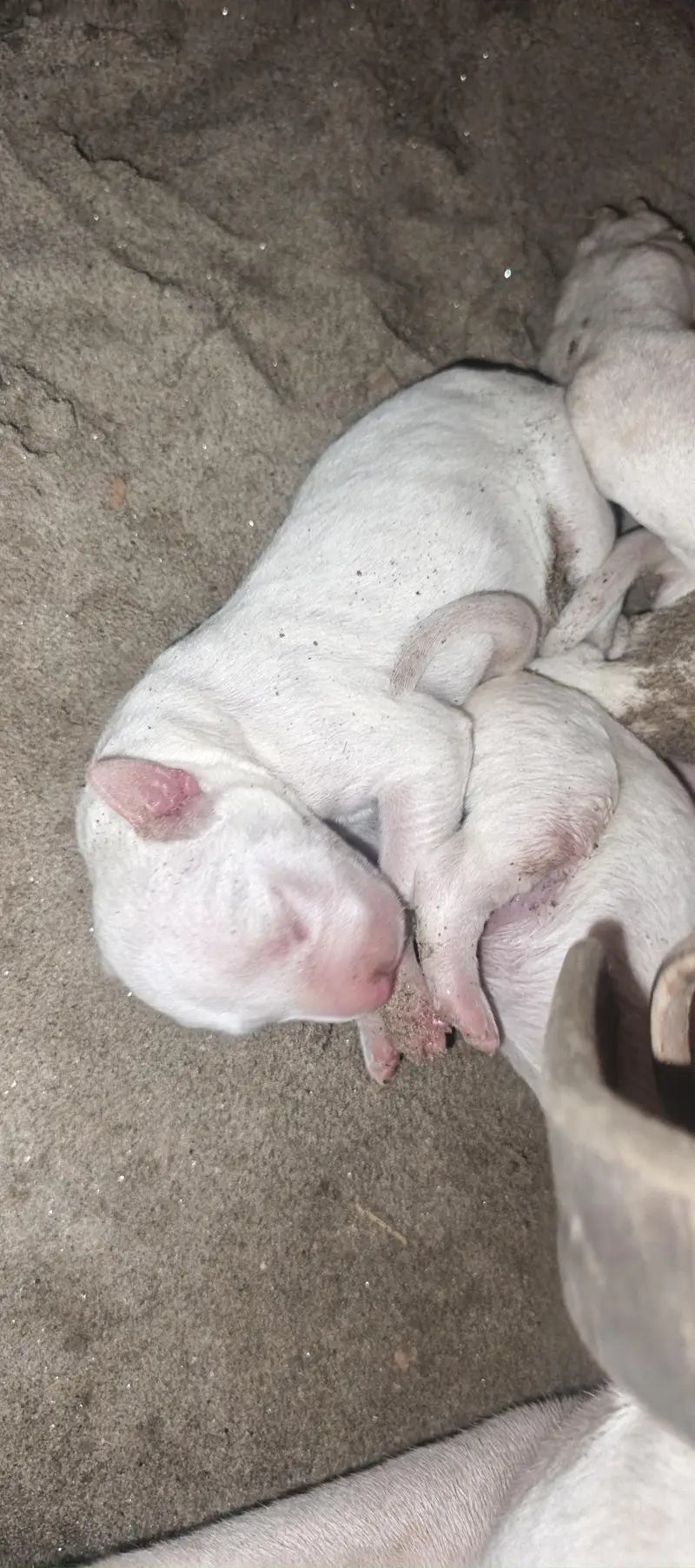 pure bulter s America patbul breed 03061302054 — photo 4