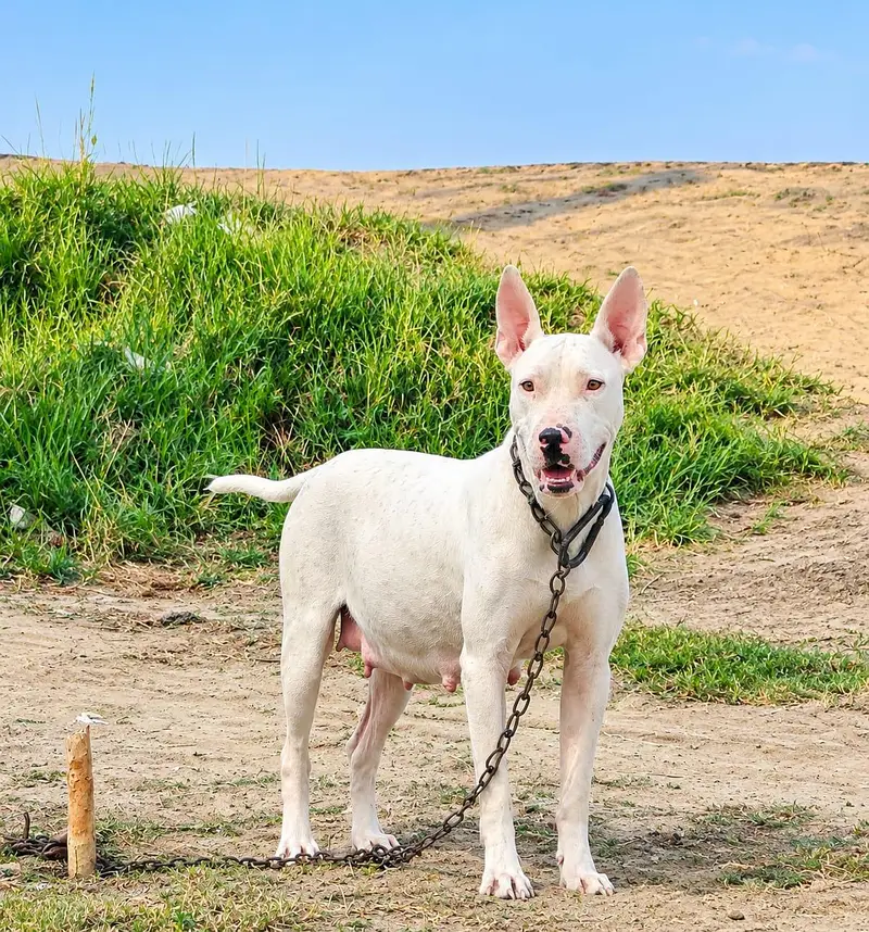 pure bulter s America patbul breed 03061302054 — photo 5