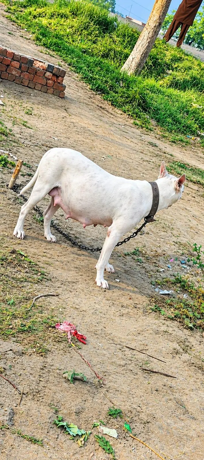 pure bulter s America patbul breed 03061302054 — photo 7