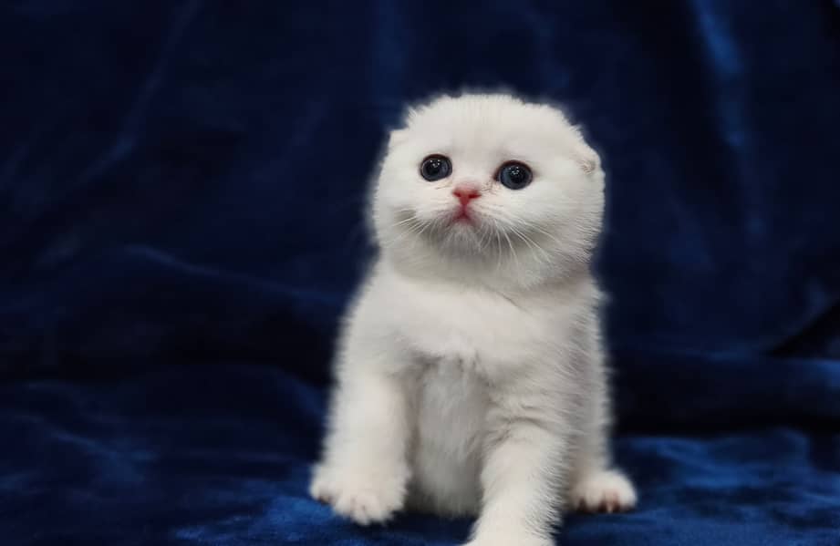 Scottish fold 0