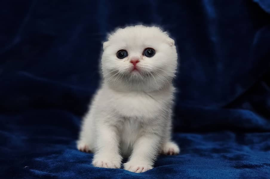 Scottish fold 1