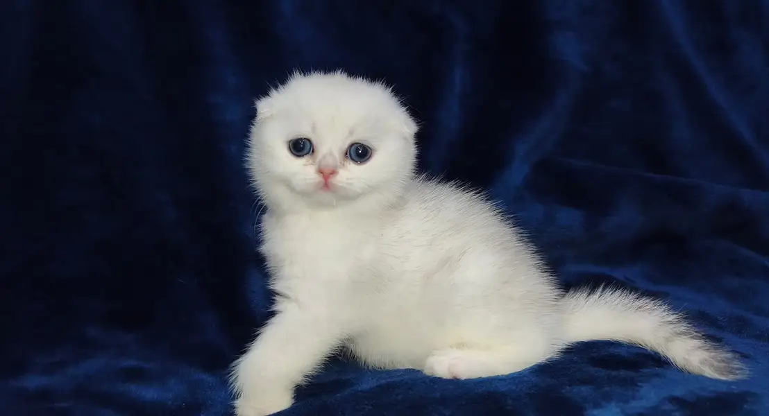 Scottish fold — photo 3