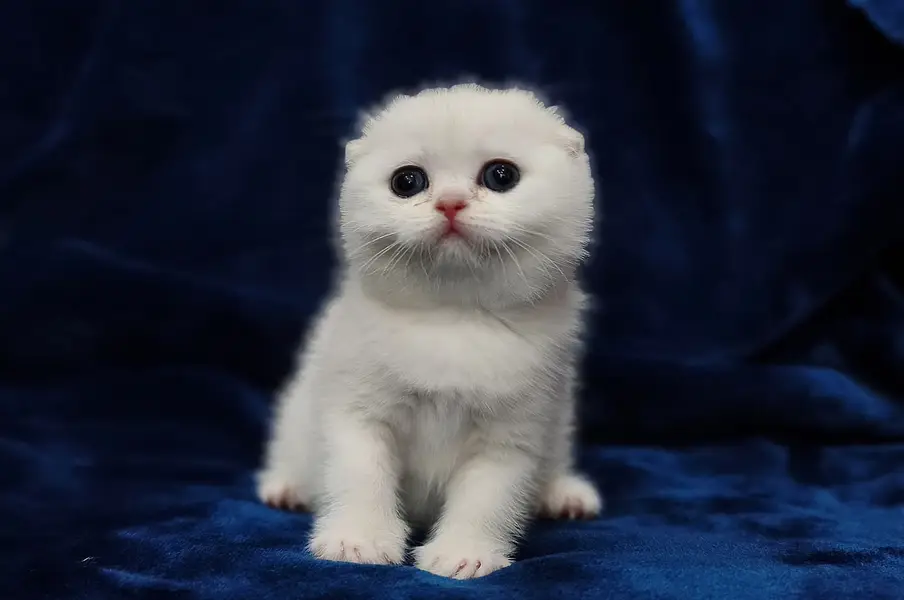 Scottish fold — photo 4