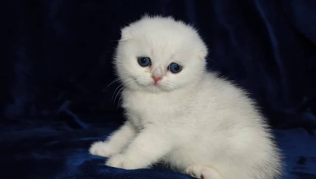 Scottish fold 4