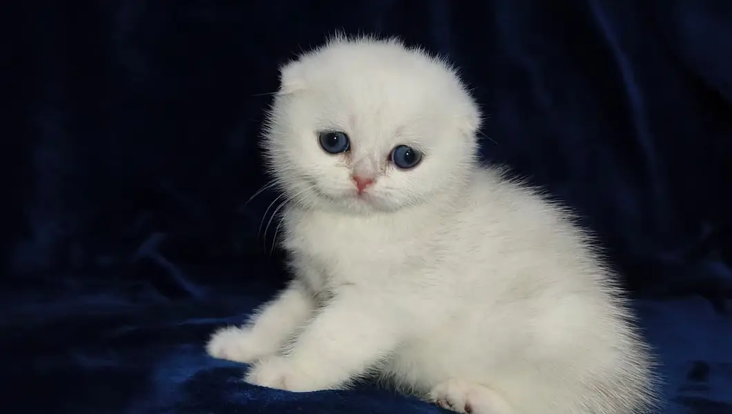 Scottish fold — photo 5