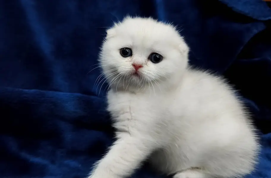 Scottish fold — photo 6