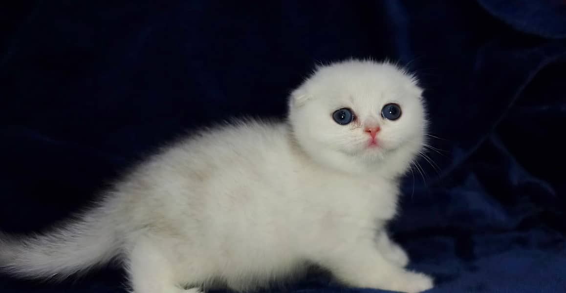 Scottish fold 6