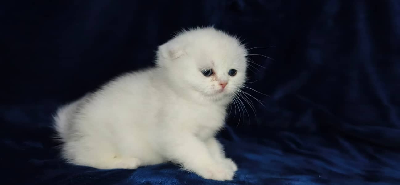 Scottish fold 7
